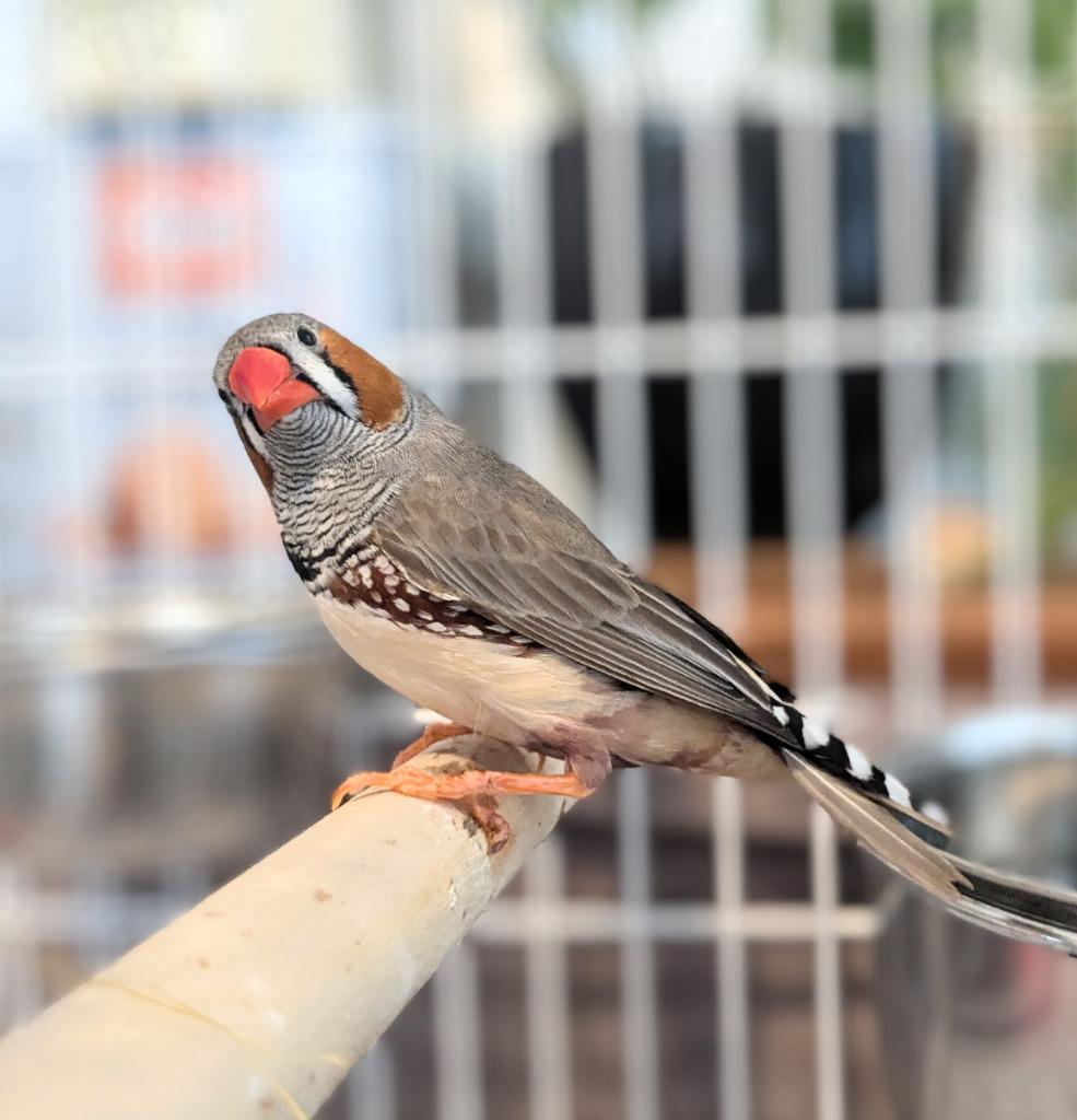 Zeeb, a Adoptable Finch in Ballwin, MO image 3/4