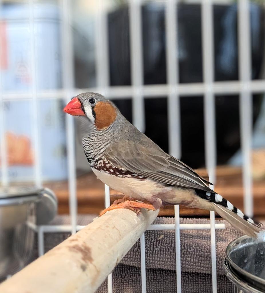 Zeeb, a Adoptable Finch in Ballwin, MO image 4/4