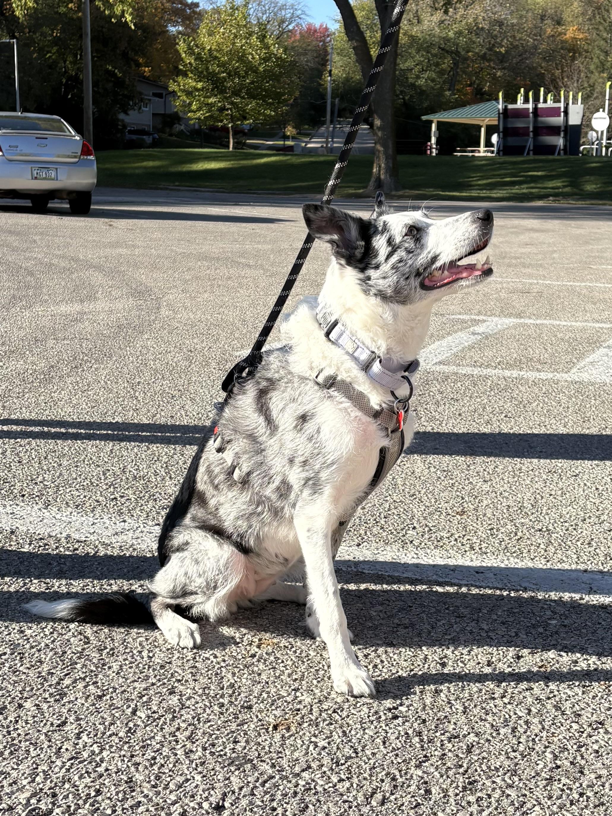 Tully - adoption pending