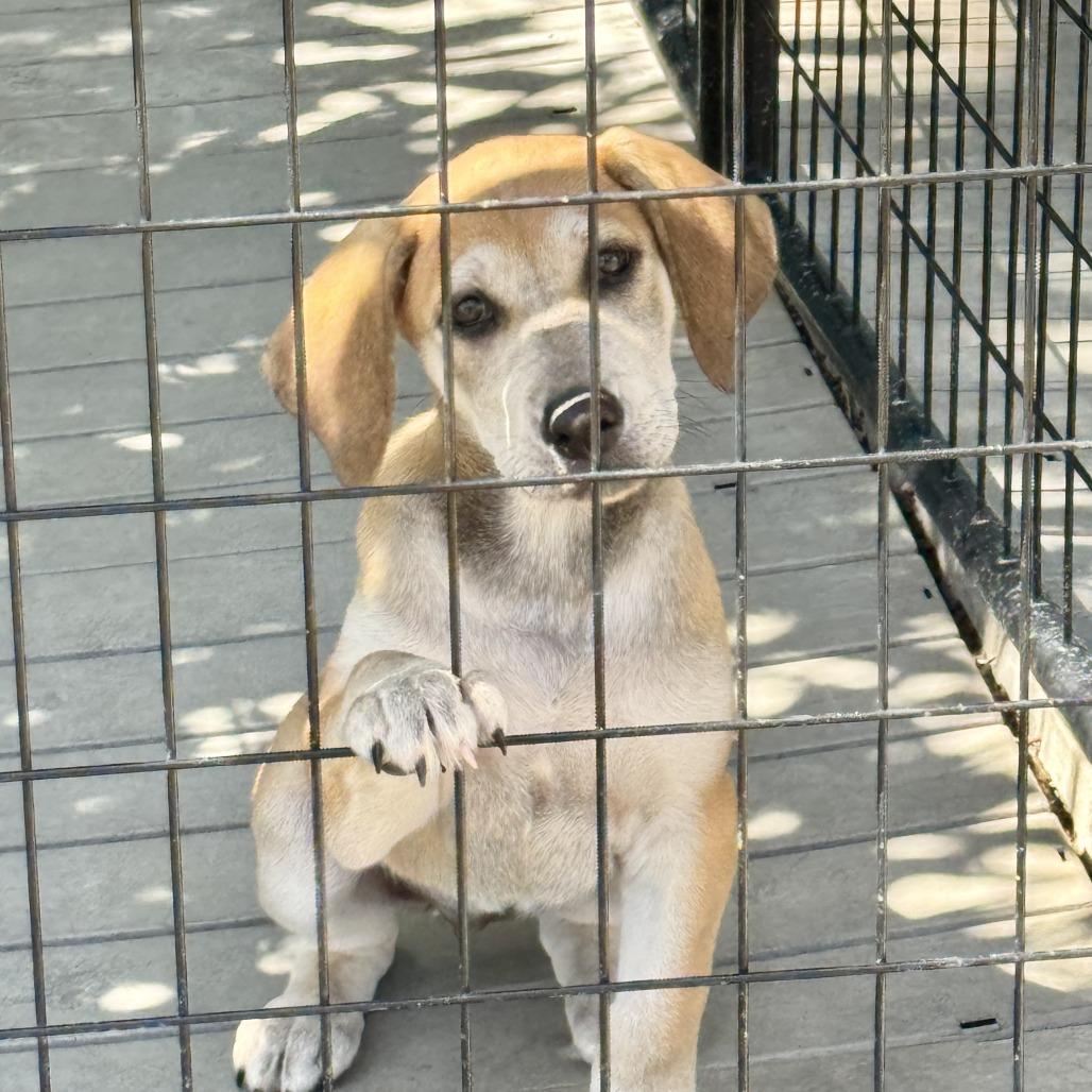 Enlarge Sadie, a Adoptable mixed breed in Bradenton, FL image 1/3