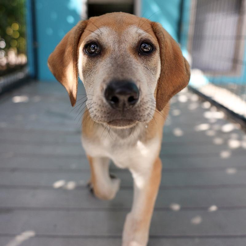 Enlarge Sadie, a Adoptable mixed breed in Bradenton, FL image 2/3