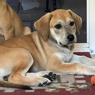 Enlarge Sadie, a Adoptable mixed breed in Bradenton, FL image 3/3