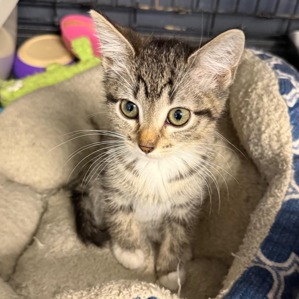Fuzzy, a Adoptable Domestic Short Hair in Carroll, IA image 1/2