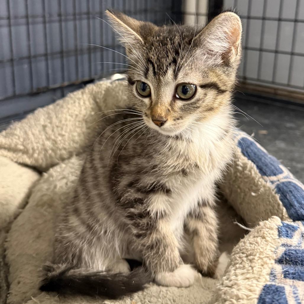 Fuzzy, a Adoptable Domestic Short Hair in Carroll, IA image 2/2