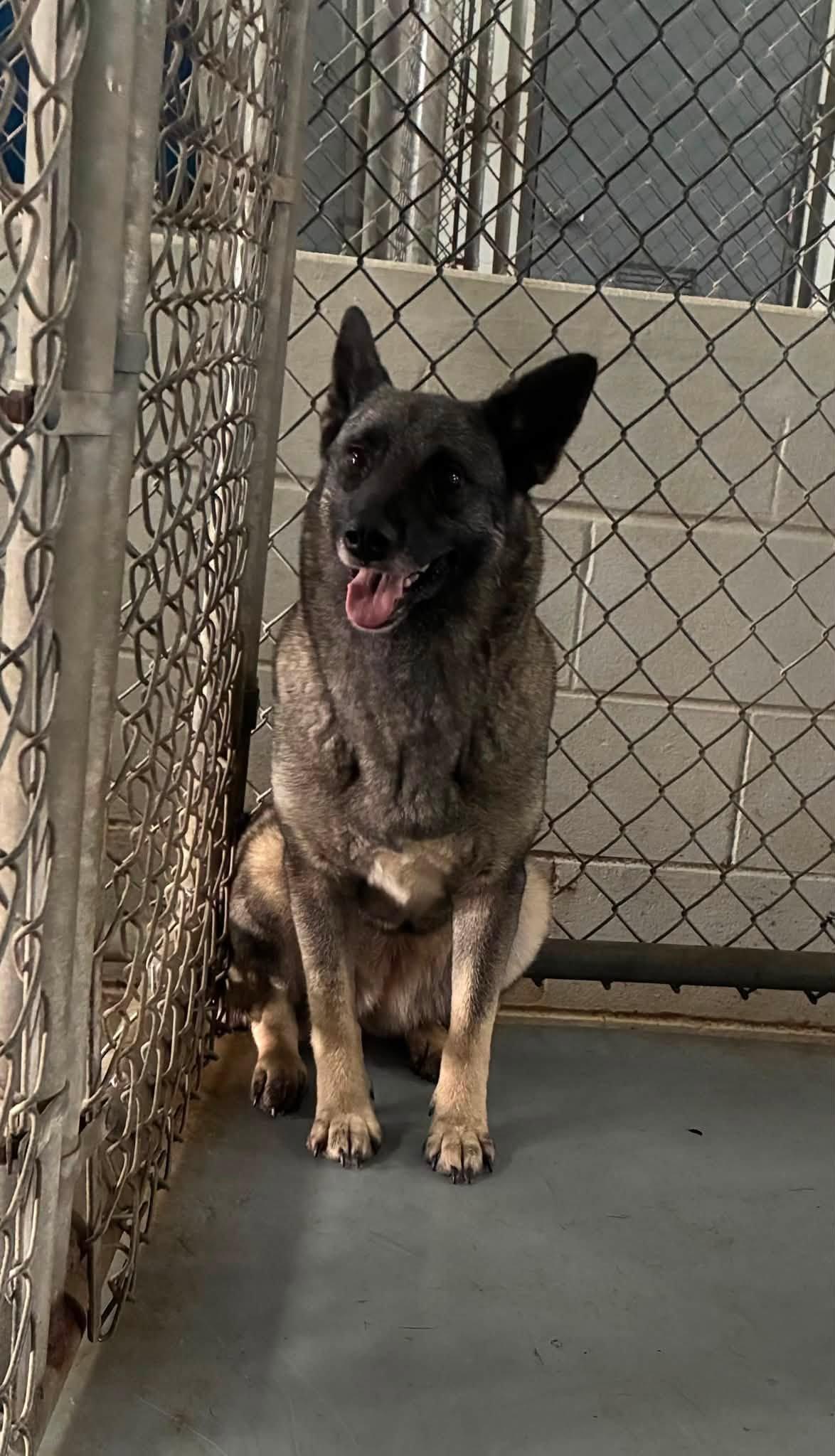 Missy, ADOPTABLE, Young Female Norwegian Elkhound.
