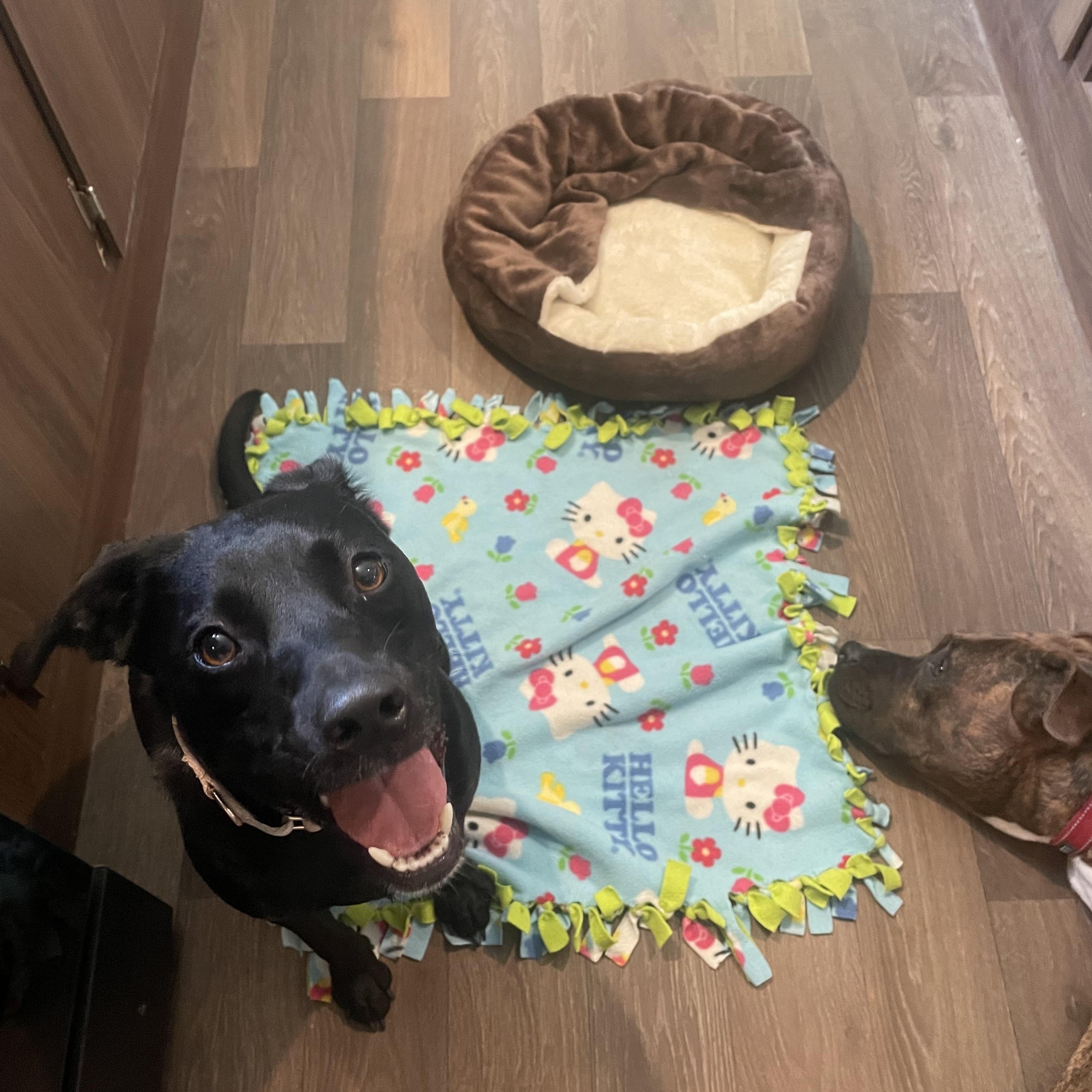 Enlarge Sprout, a Adoptable mixed breed in Inez, TX image 3/6