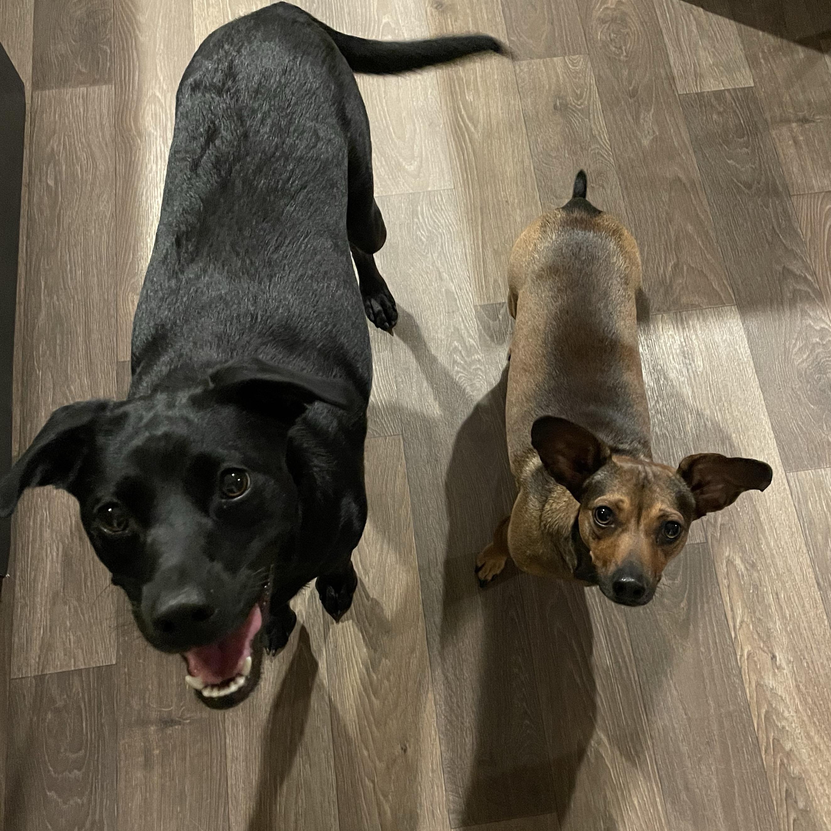 Sprout, an adoptable Black Labrador Retriever, Rat Terrier in Inez, TX, 77968 | Photo Image 2