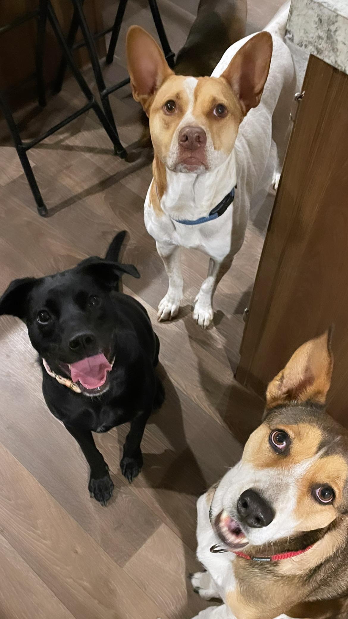 Sprout, Adoptable, Adult Female Rat Terrier & Black Labrador Retriever.