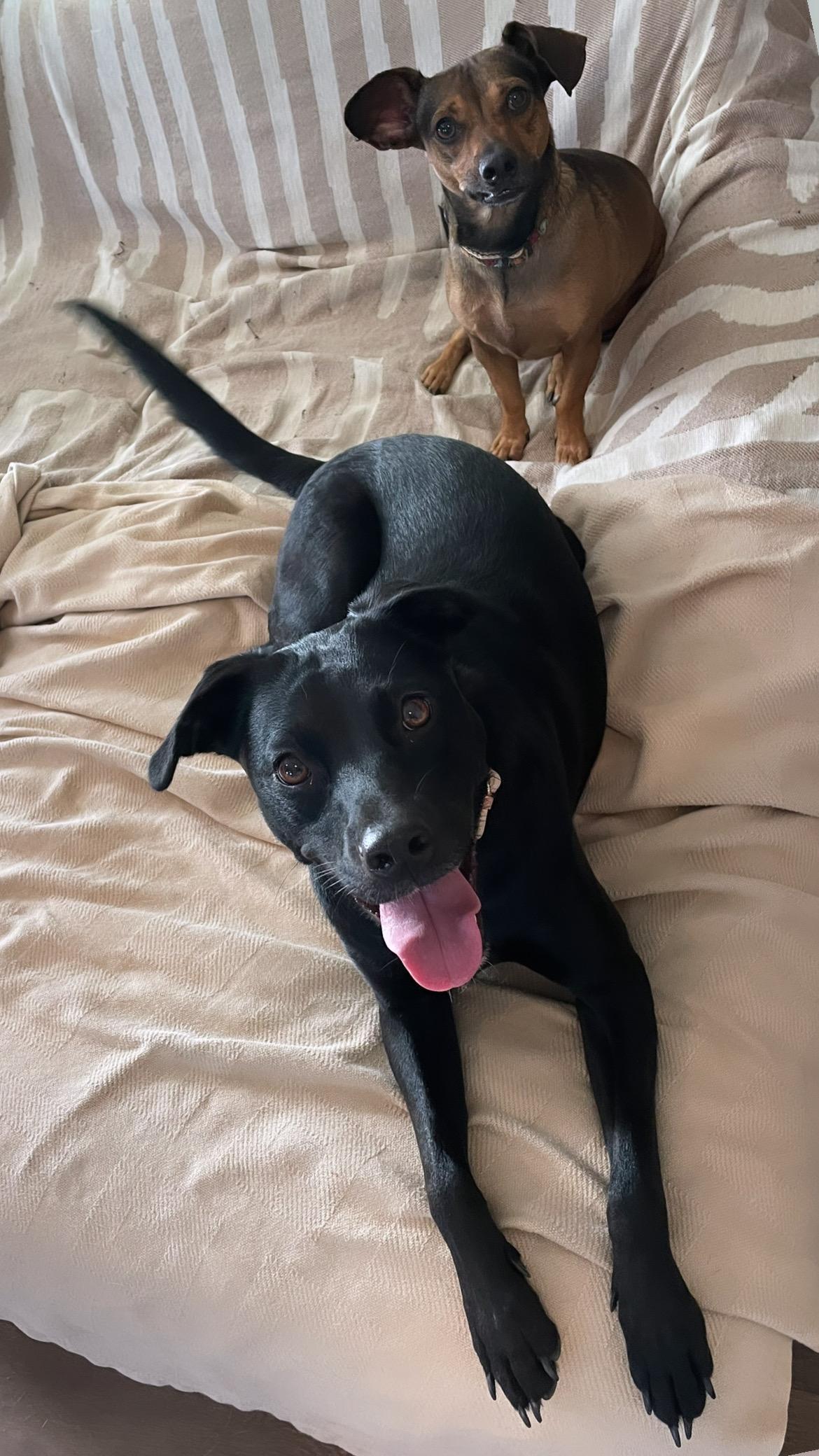 Enlarge Sprout, a Adoptable mixed breed in Inez, TX image 4/6