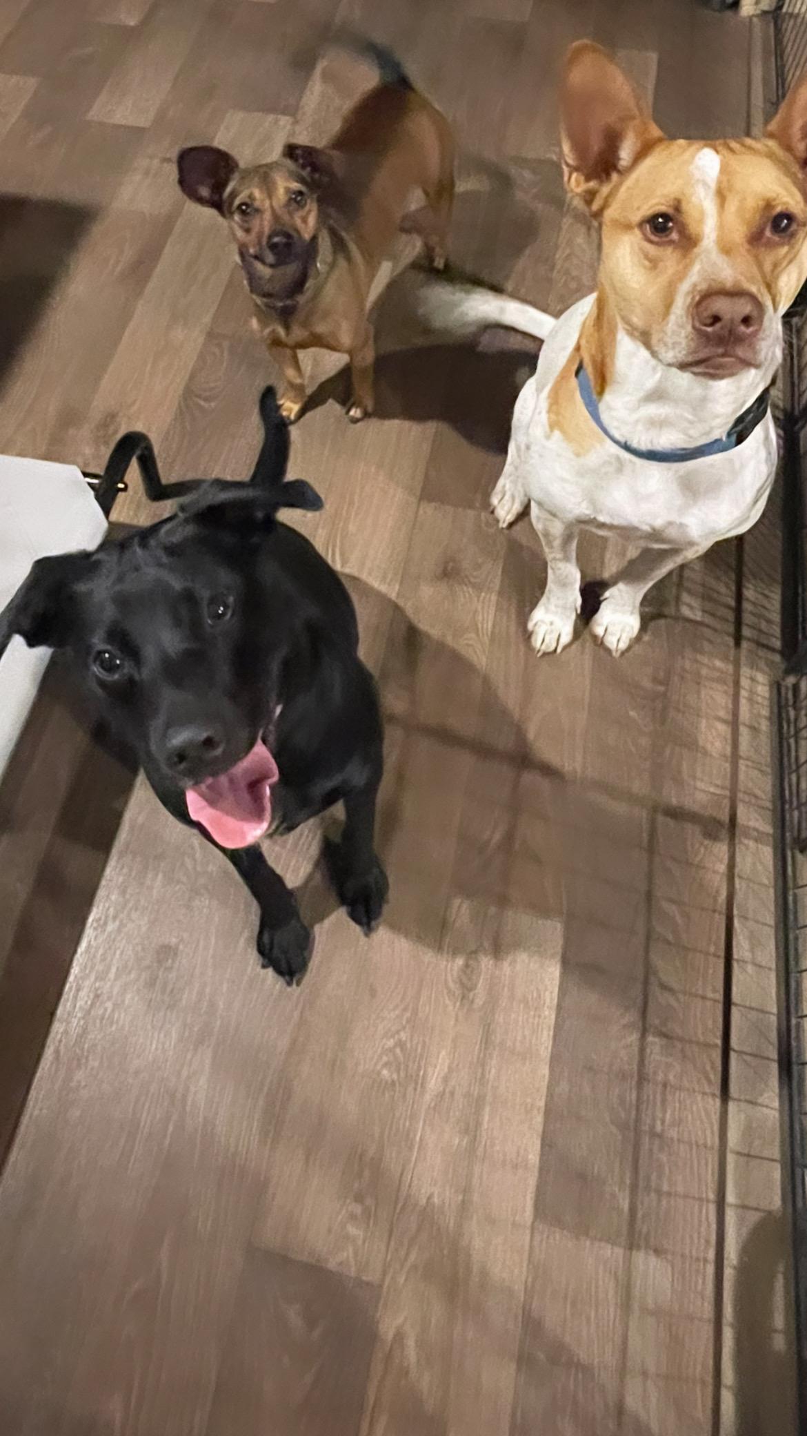 Enlarge Sprout, a Adoptable mixed breed in Inez, TX image 5/6