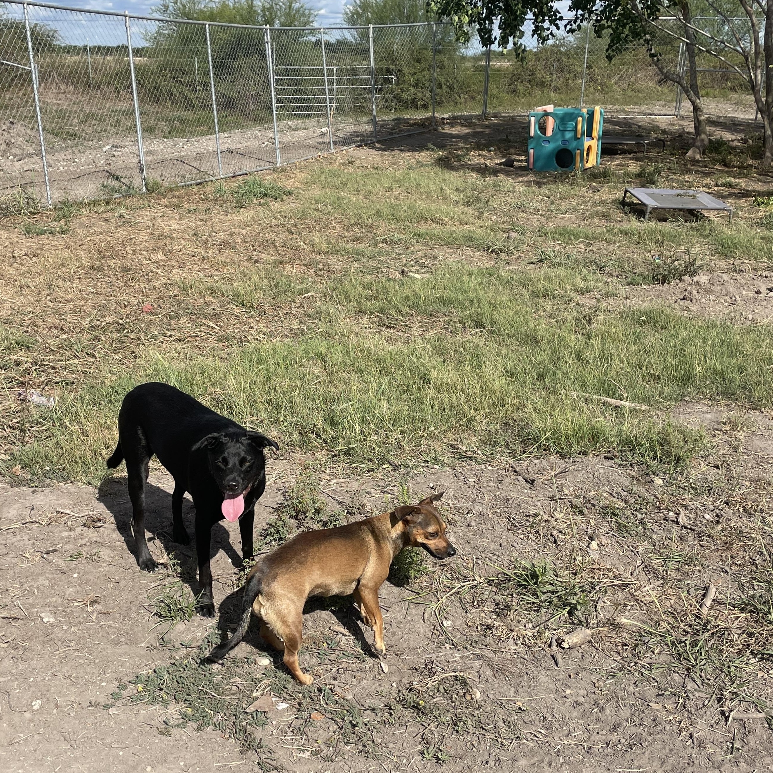 Sprout, an adoptable Black Labrador Retriever, Rat Terrier in Inez, TX, 77968 | Photo Image 3