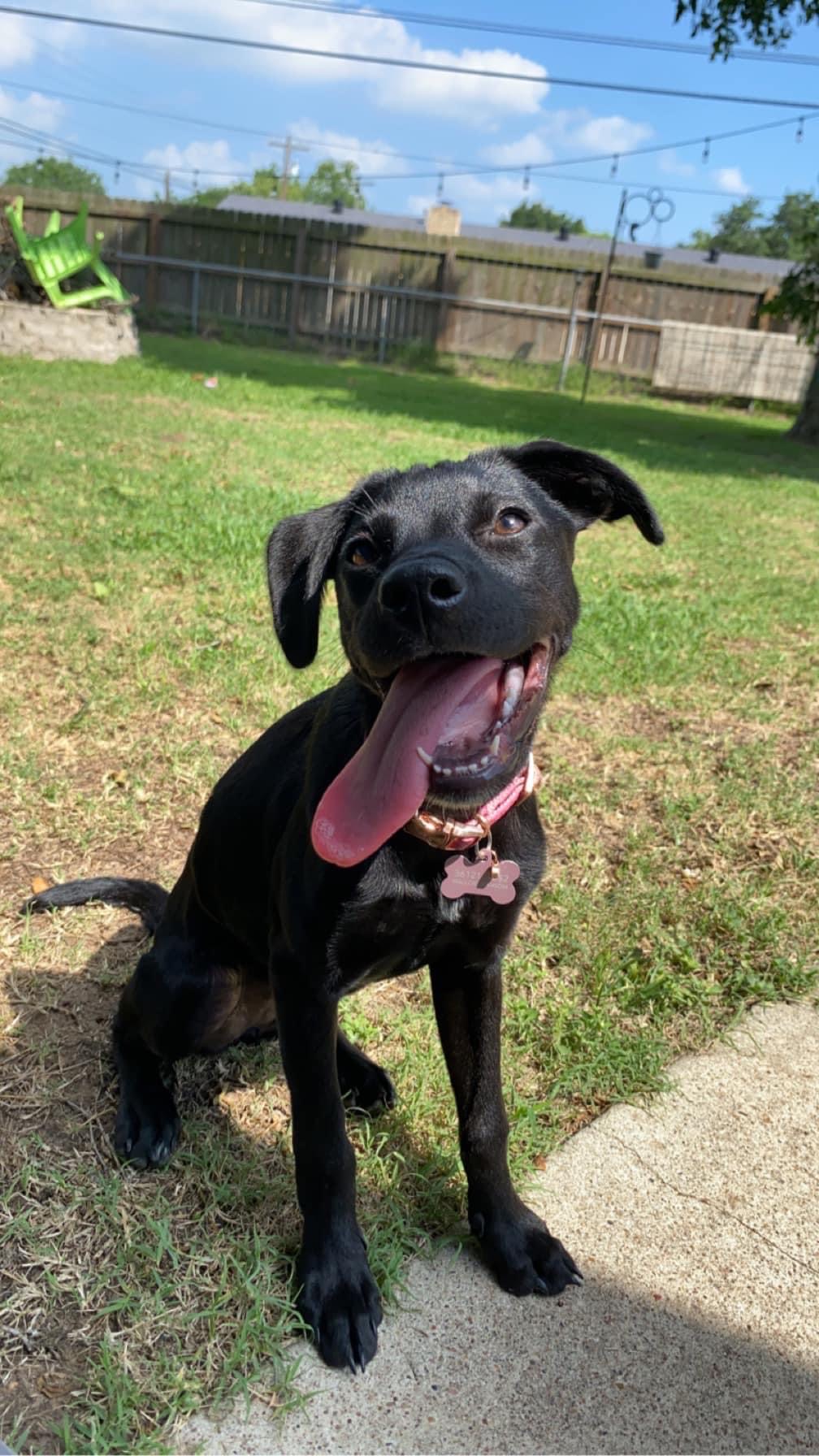 Enlarge Sprout, a Adoptable mixed breed in Inez, TX image 6/6