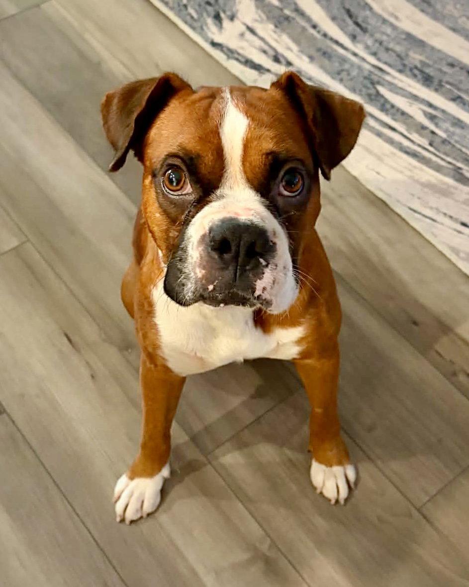 Enlarge Fitz, a Adoptable Boxer in Monticello, NY image 1/3