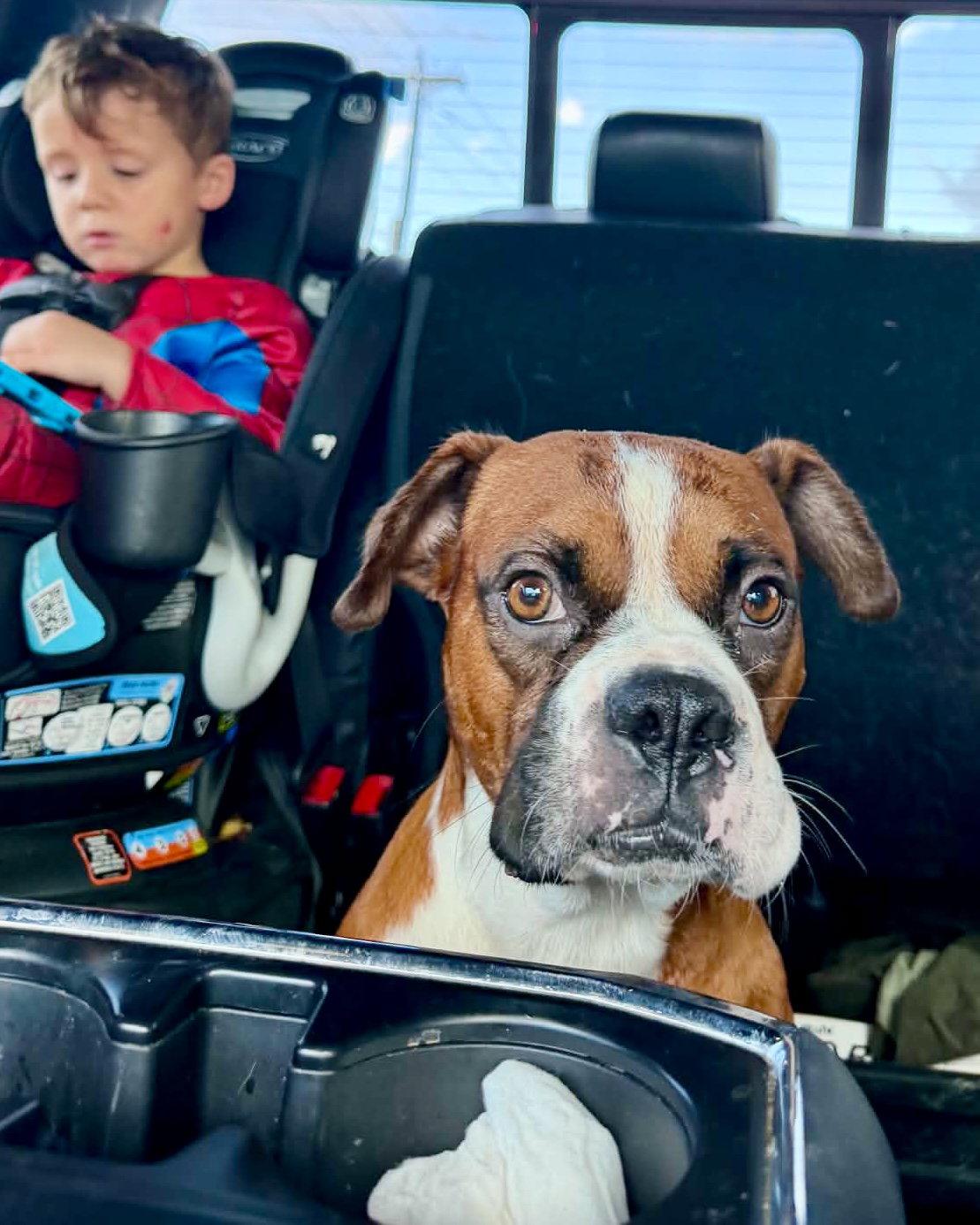 Enlarge Fitz, a Adoptable Boxer in Monticello, NY image 2/3