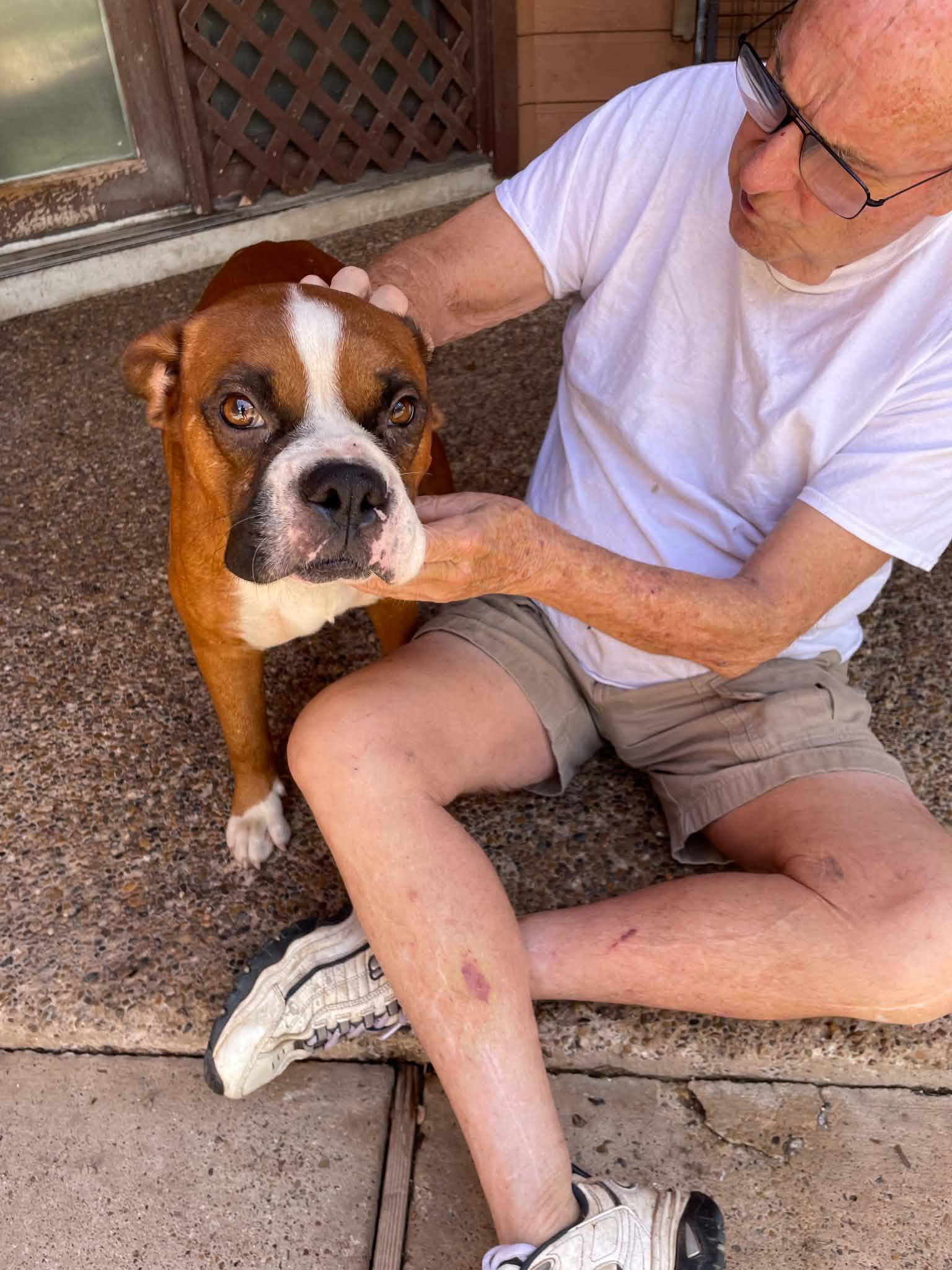 Enlarge Fitz, a Adoptable Boxer in Monticello, NY image 3/3