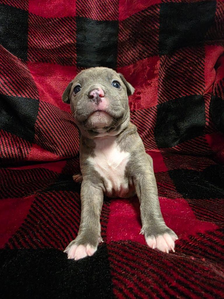 Gumdrop, Adoptable, Puppy Female Labrador Retriever & Mixed Breed.