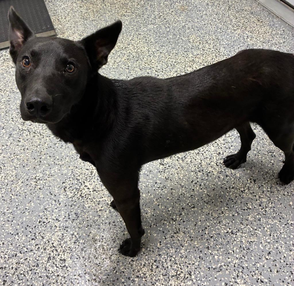 Darth, Adoptable, Young Male Labrador Retriever & Mixed Breed.