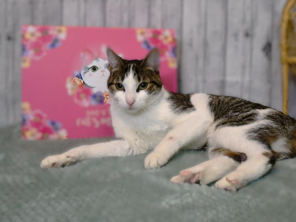 Kelsey, Adoptable, Young Female Domestic Short Hair.