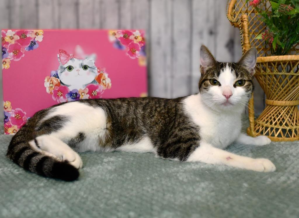 Enlarge Kelsey, a Adoptable mixed breed in Roanoke, TX image 2/3