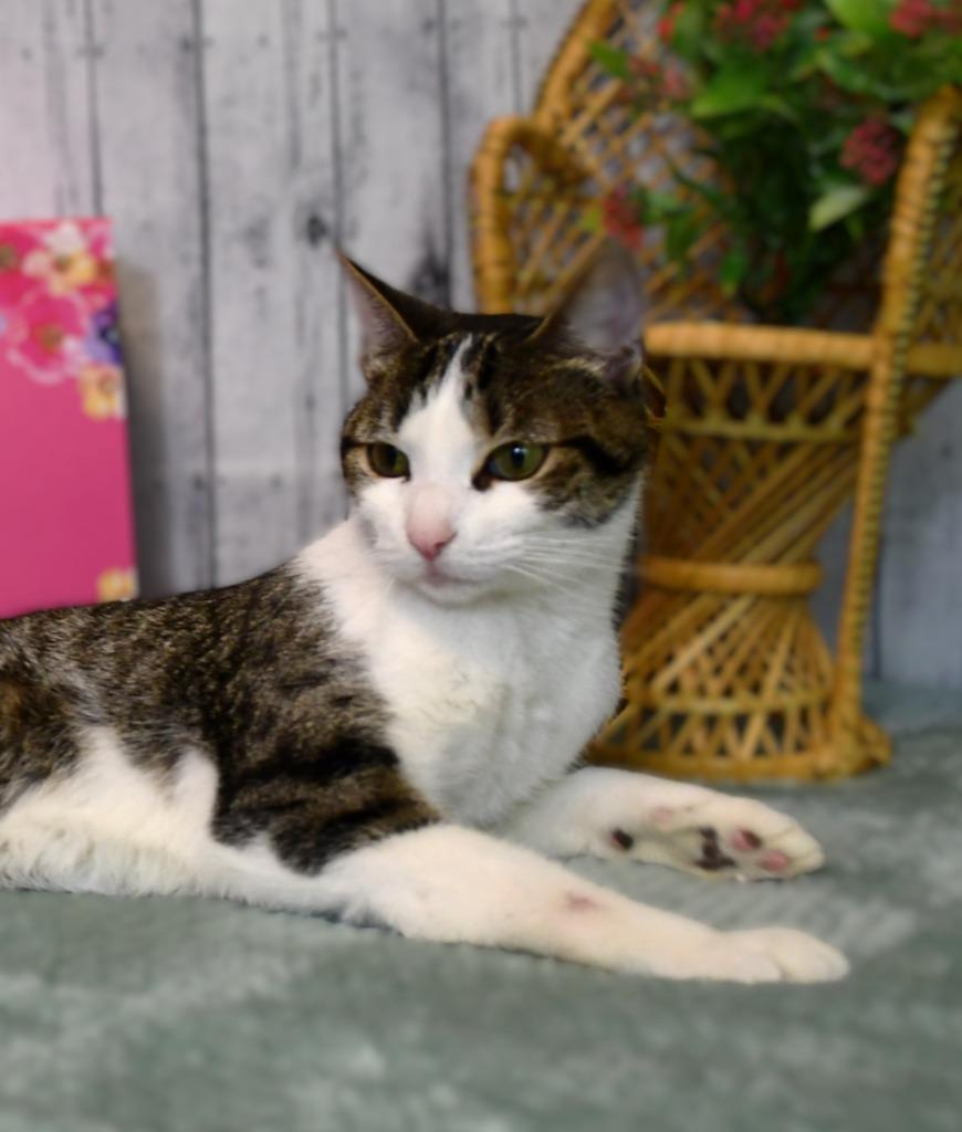 Enlarge Kelsey, a Adoptable mixed breed in Roanoke, TX image 3/3