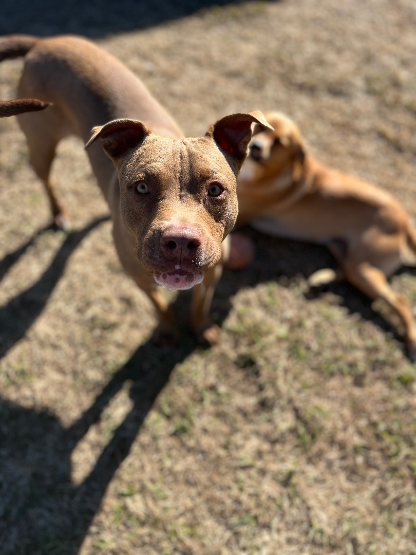 Enlarge Piglet, a Adoptable mixed breed in Farmersville, TX image 4/8