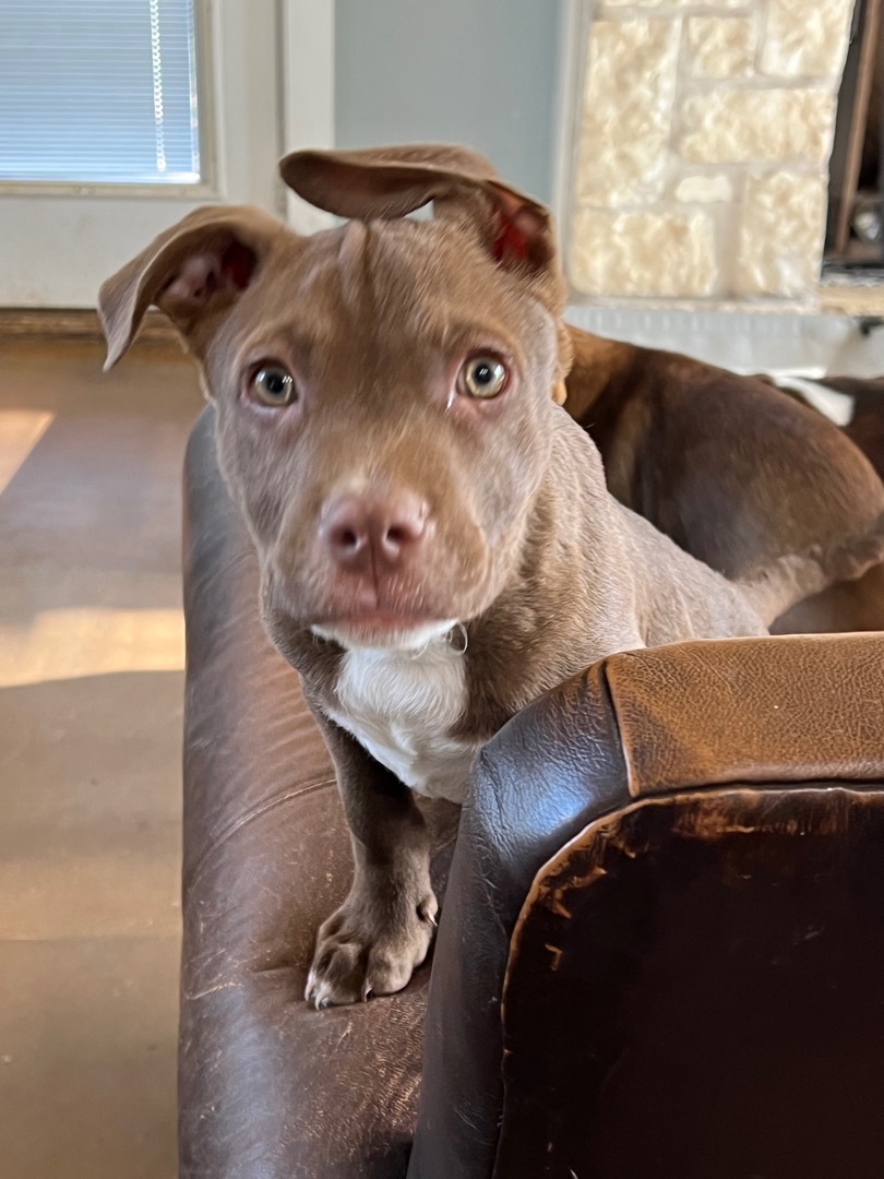 Enlarge Piglet, a Adoptable mixed breed in Farmersville, TX image 6/8