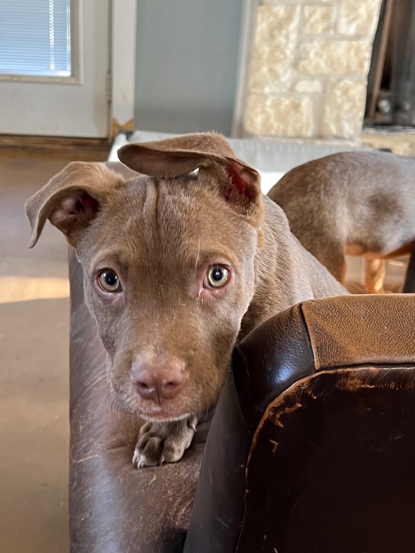 Enlarge Piglet, a Adoptable mixed breed in Farmersville, TX image 7/8