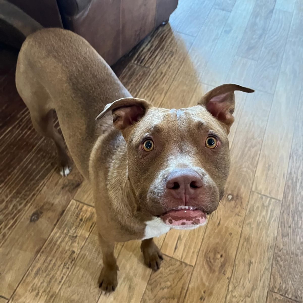 Enlarge Piglet, a Adoptable mixed breed in Farmersville, TX image 1/8