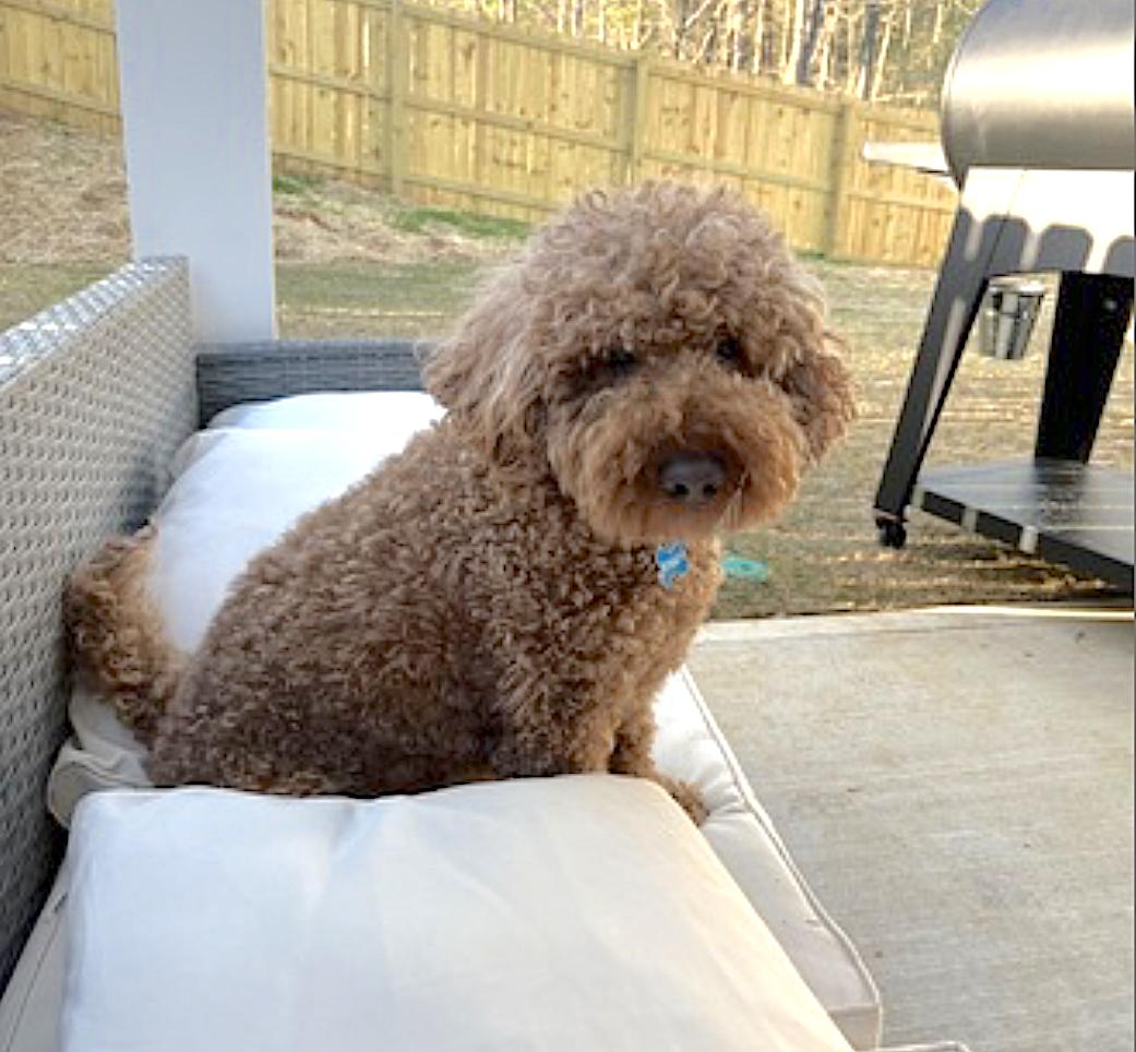Enlarge Bentley, an adopted Goldendoodle in Amherst, MA image 5/6