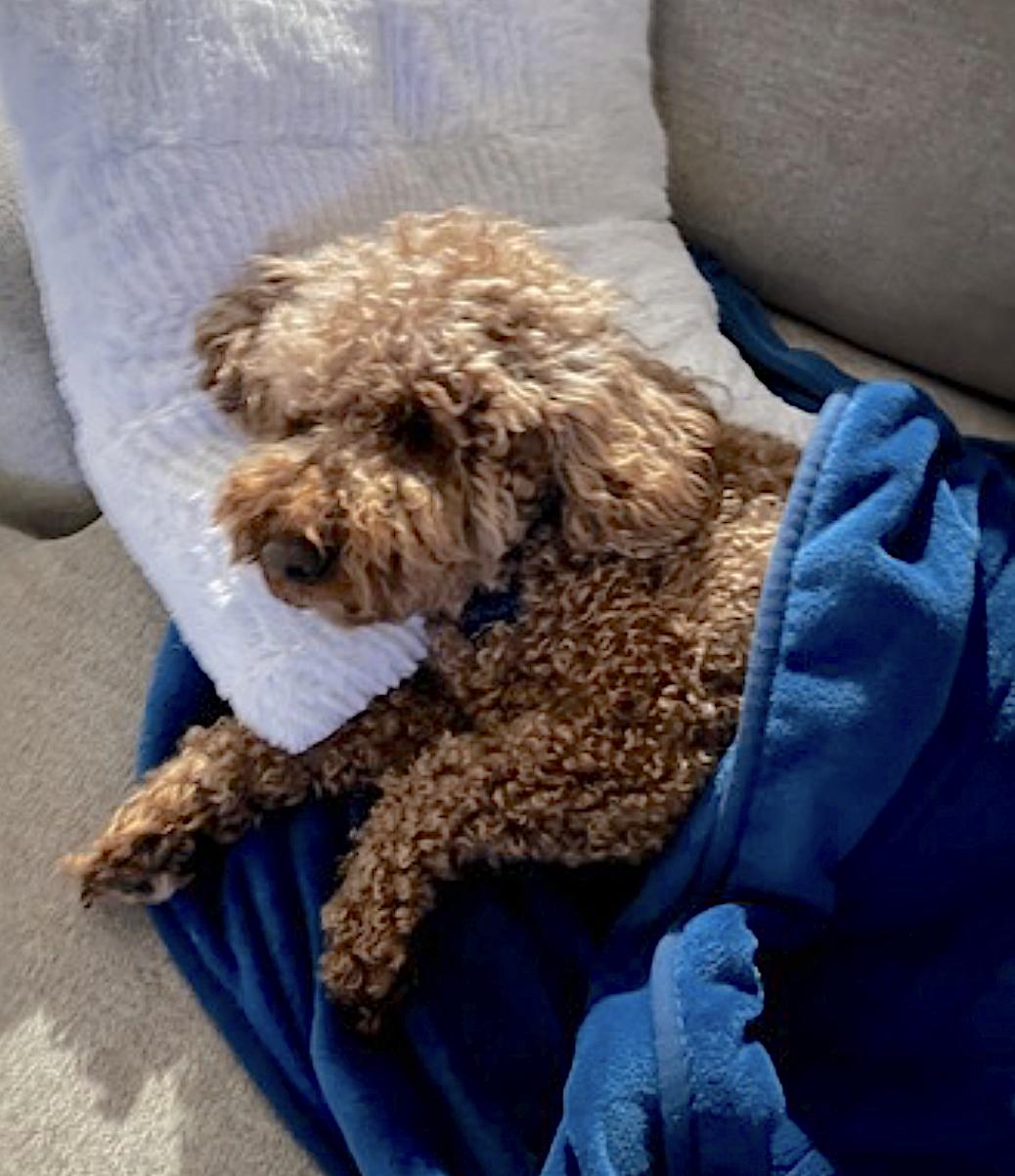 Enlarge Bentley, an adopted Goldendoodle in Amherst, MA image 3/6