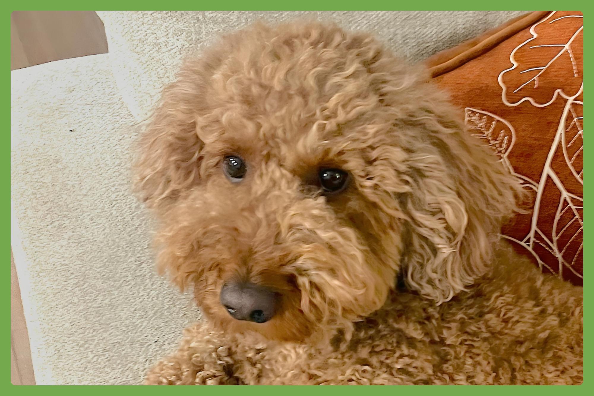 Bentley, adopted, Adult Male Goldendoodle.