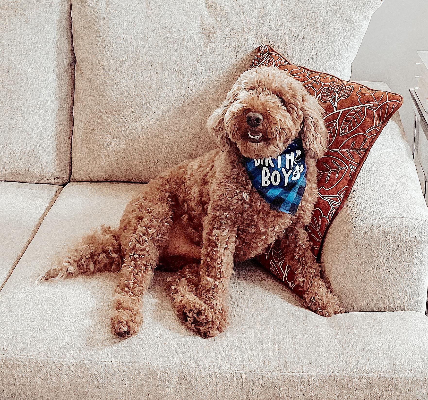Enlarge Bentley, an adopted Goldendoodle in Amherst, MA image 2/6