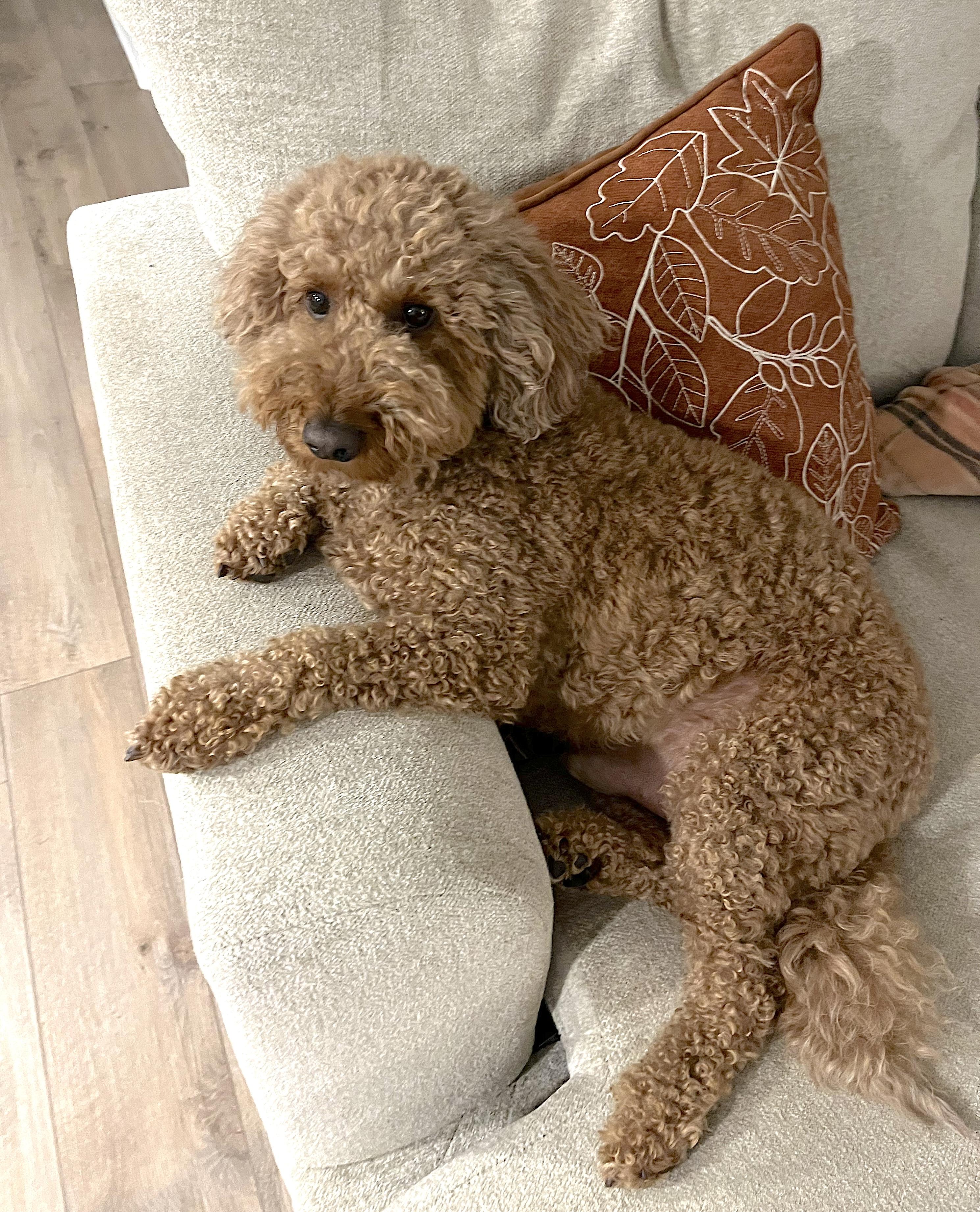 Enlarge Bentley, an adopted Goldendoodle in Amherst, MA image 6/6