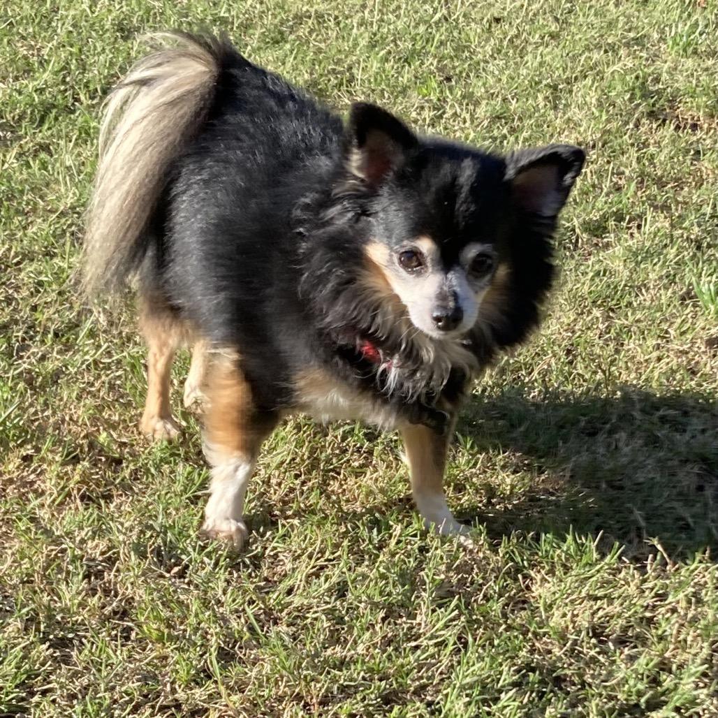 Enlarge Princess Cleo/Courtesy Post, a Adoptable Pomeranian in Long Beach, CA image 1/4