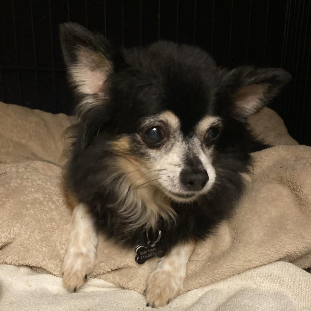 Enlarge Princess Cleo/Courtesy Post, a Adoptable Pomeranian in Long Beach, CA image 2/4