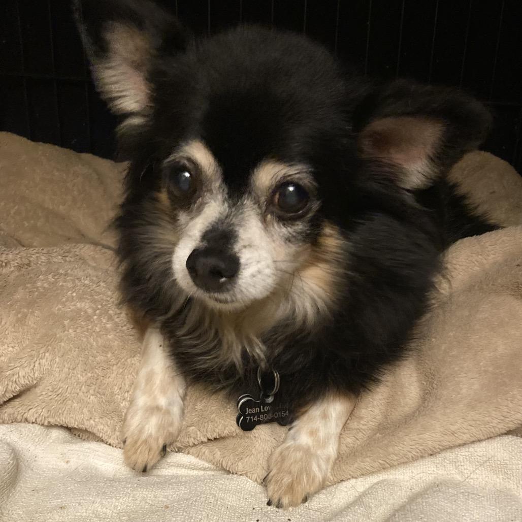 Enlarge Princess Cleo/Courtesy Post, a Adoptable Pomeranian in Long Beach, CA image 3/4