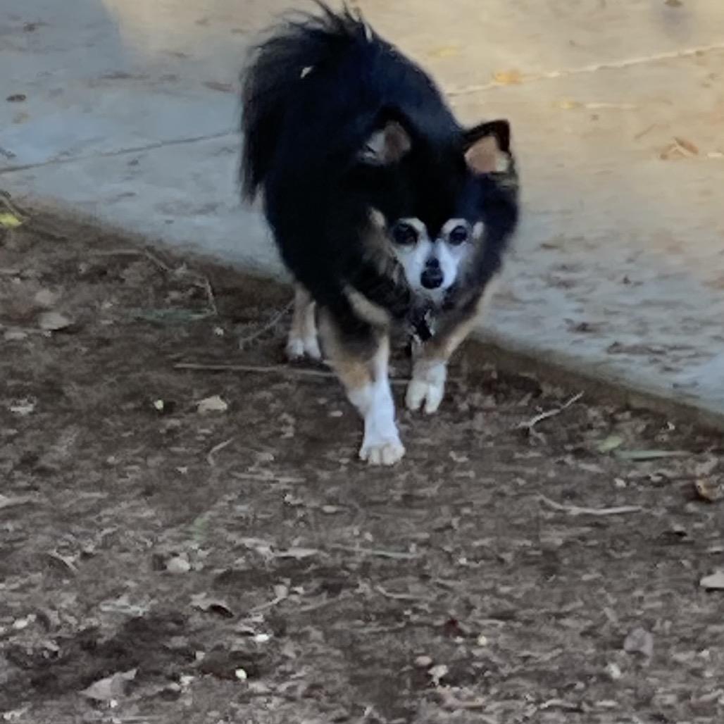 Enlarge Princess Cleo/Courtesy Post, a Adoptable Pomeranian in Long Beach, CA image 4/4