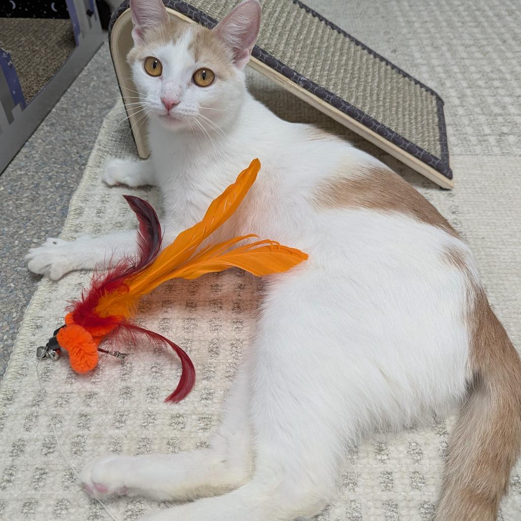 Enlarge Pixie, a Adoptable Domestic Short Hair in Downers Grove, IL image 1/2