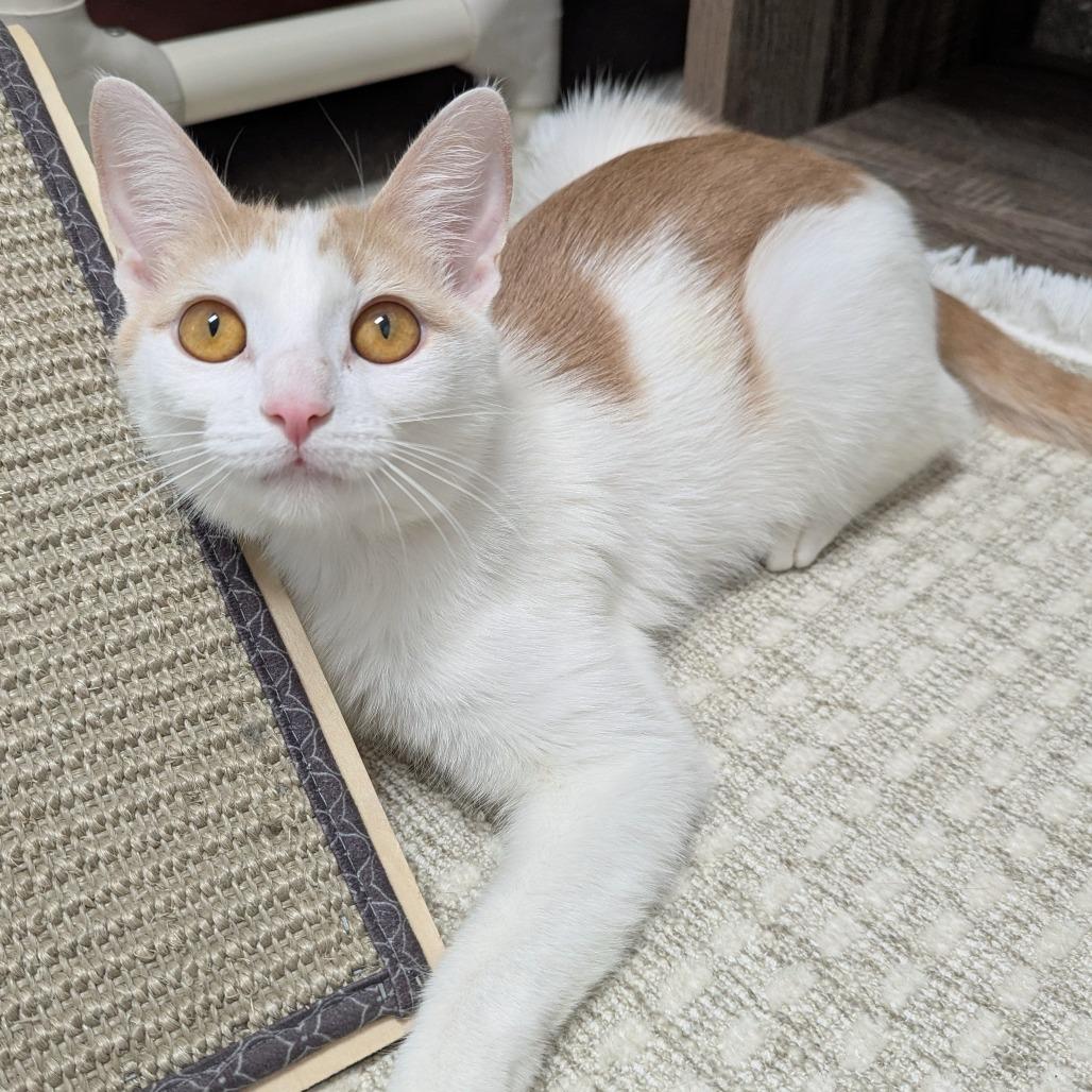 Enlarge Pixie, a Adoptable Domestic Short Hair in Downers Grove, IL image 2/2