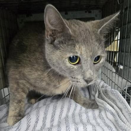 Skylark — thumbnail 2