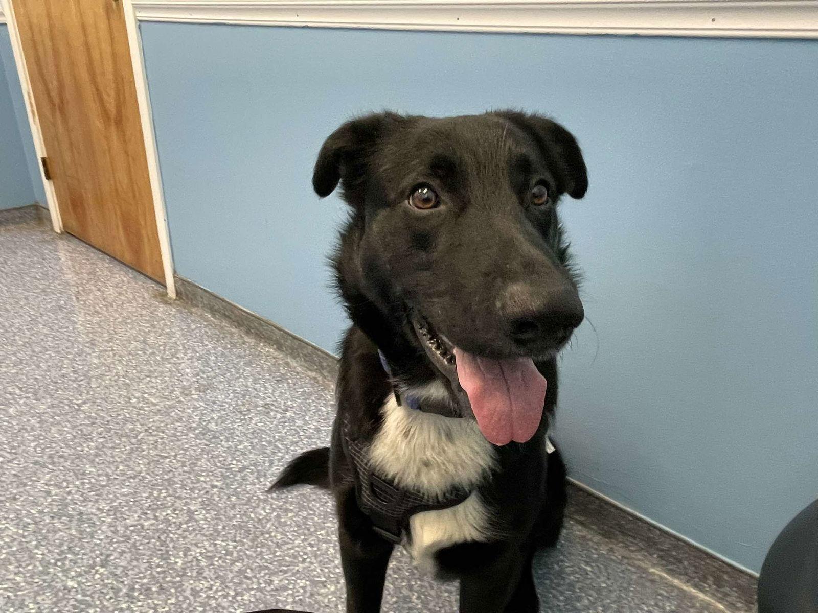 Enlarge Henry Lee, a Adoptable mixed breed in Wilmington, NC image 2/3