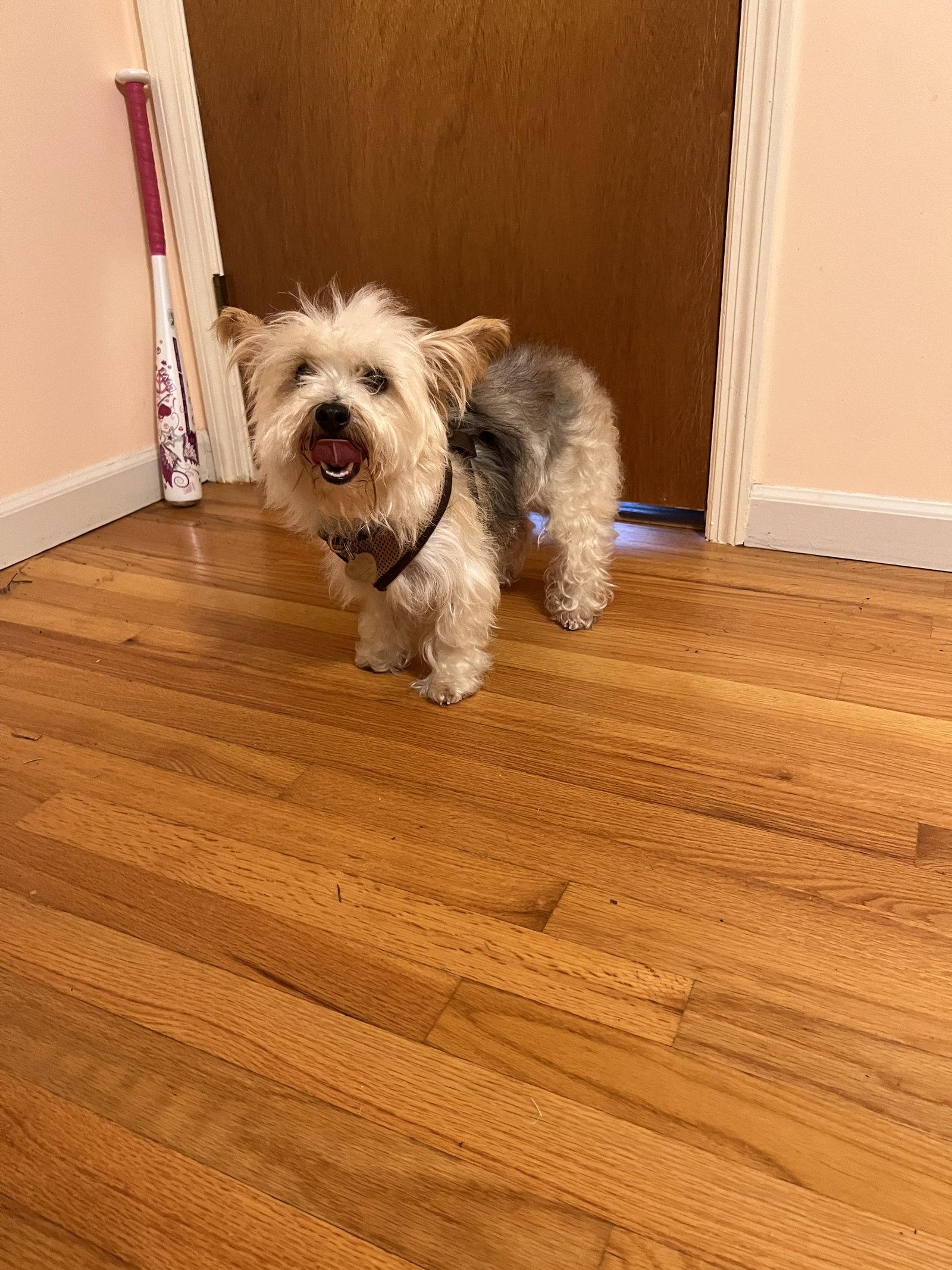 Enlarge Daylen Nov 22, a Adopted Yorkshire Terrier in Pacolet, SC image 1/3