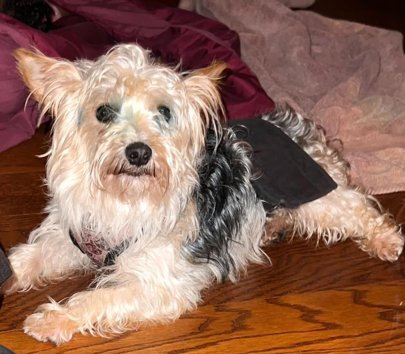 Enlarge Daylen Nov 22, a Adopted Yorkshire Terrier in Pacolet, SC image 3/3