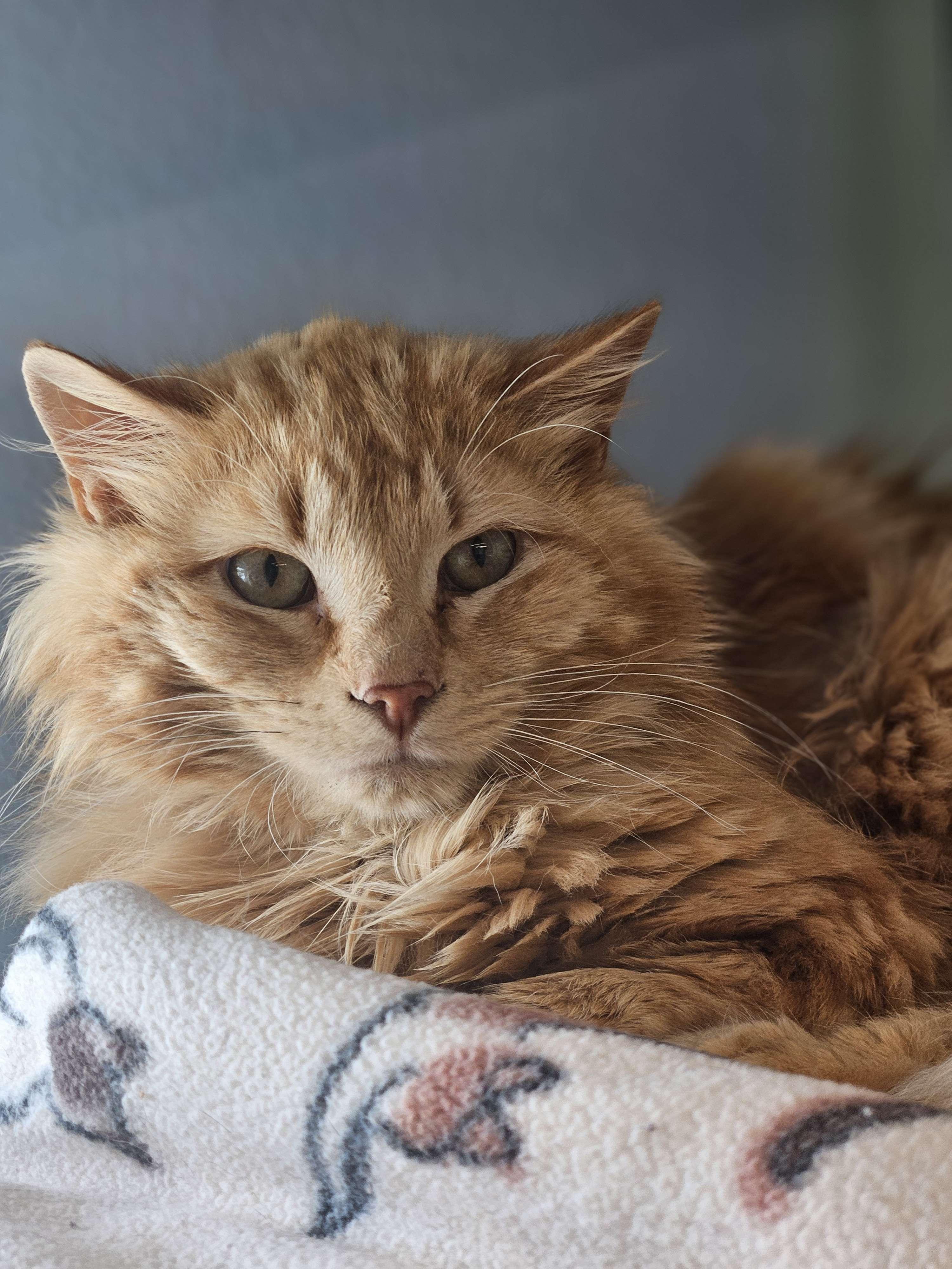 Eros (Starfox), Adult Male unknown