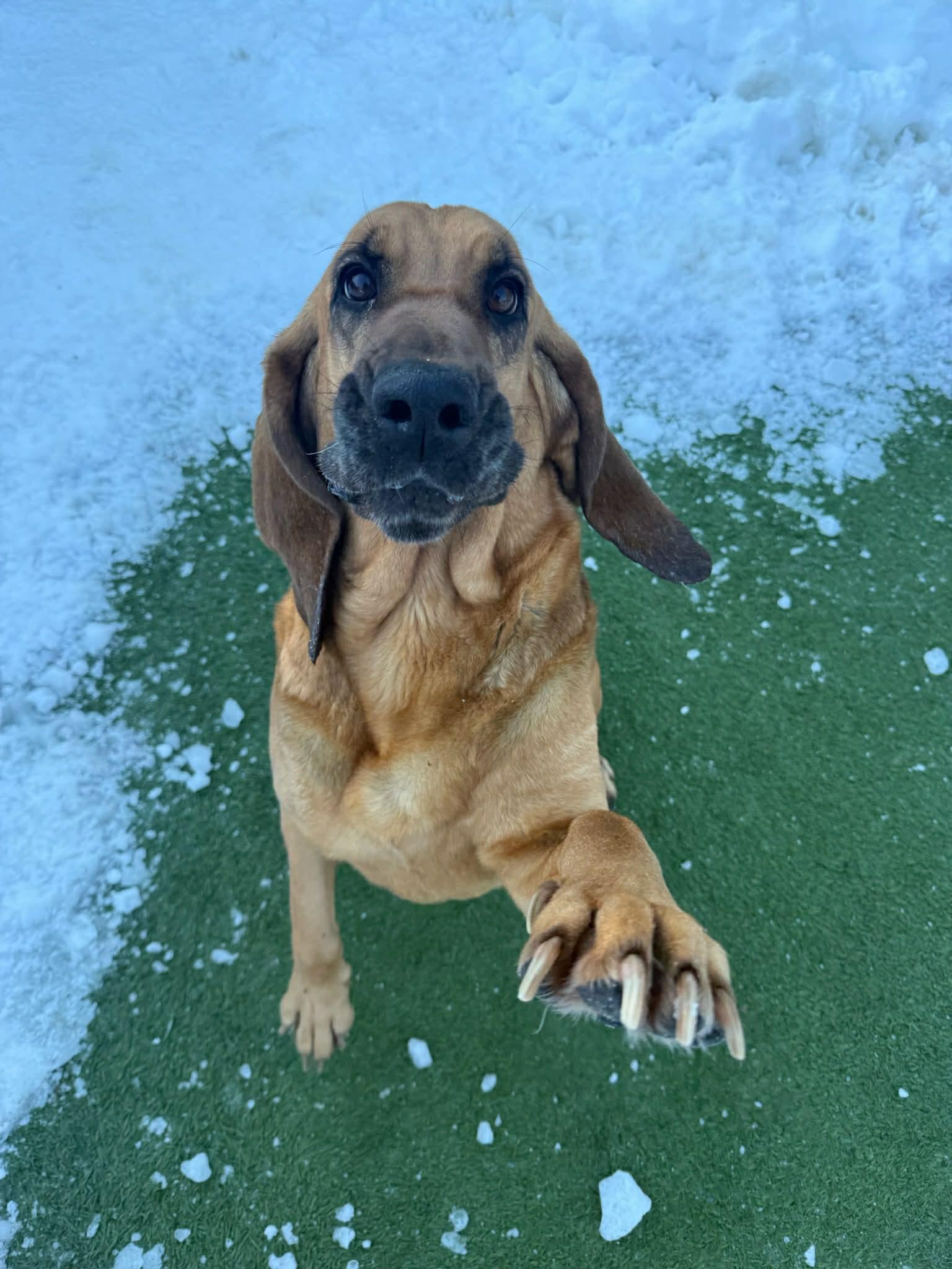 Enlarge Birdie, a ADOPTABLE Bloodhound in Groton, CT image 4/4