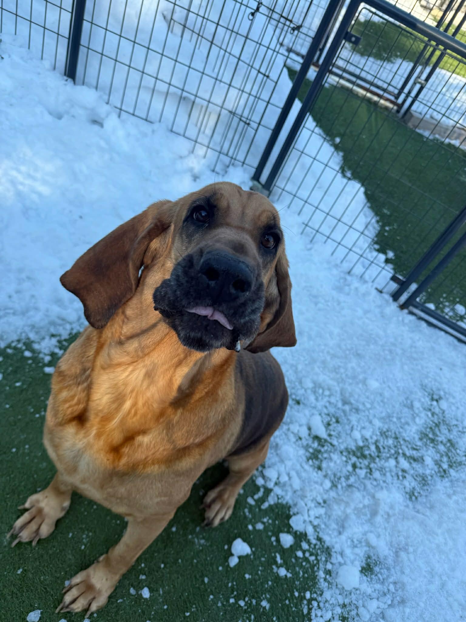 Enlarge Birdie, a ADOPTABLE Bloodhound in Groton, CT image 2/4
