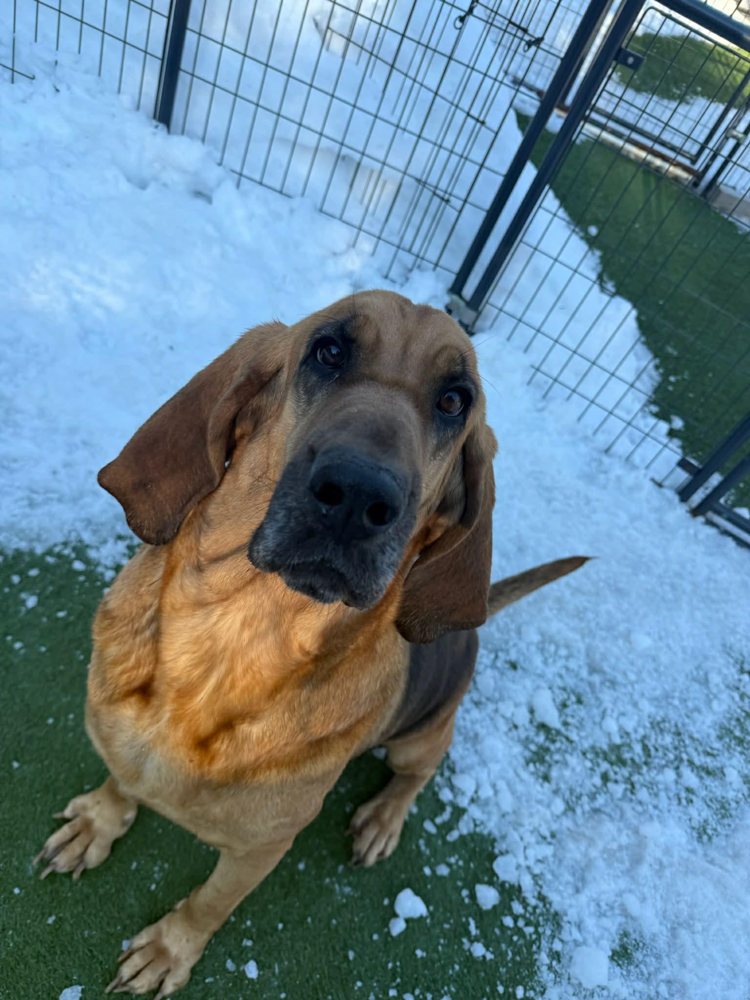 Enlarge Birdie, a ADOPTABLE Bloodhound in Groton, CT image 1/4
