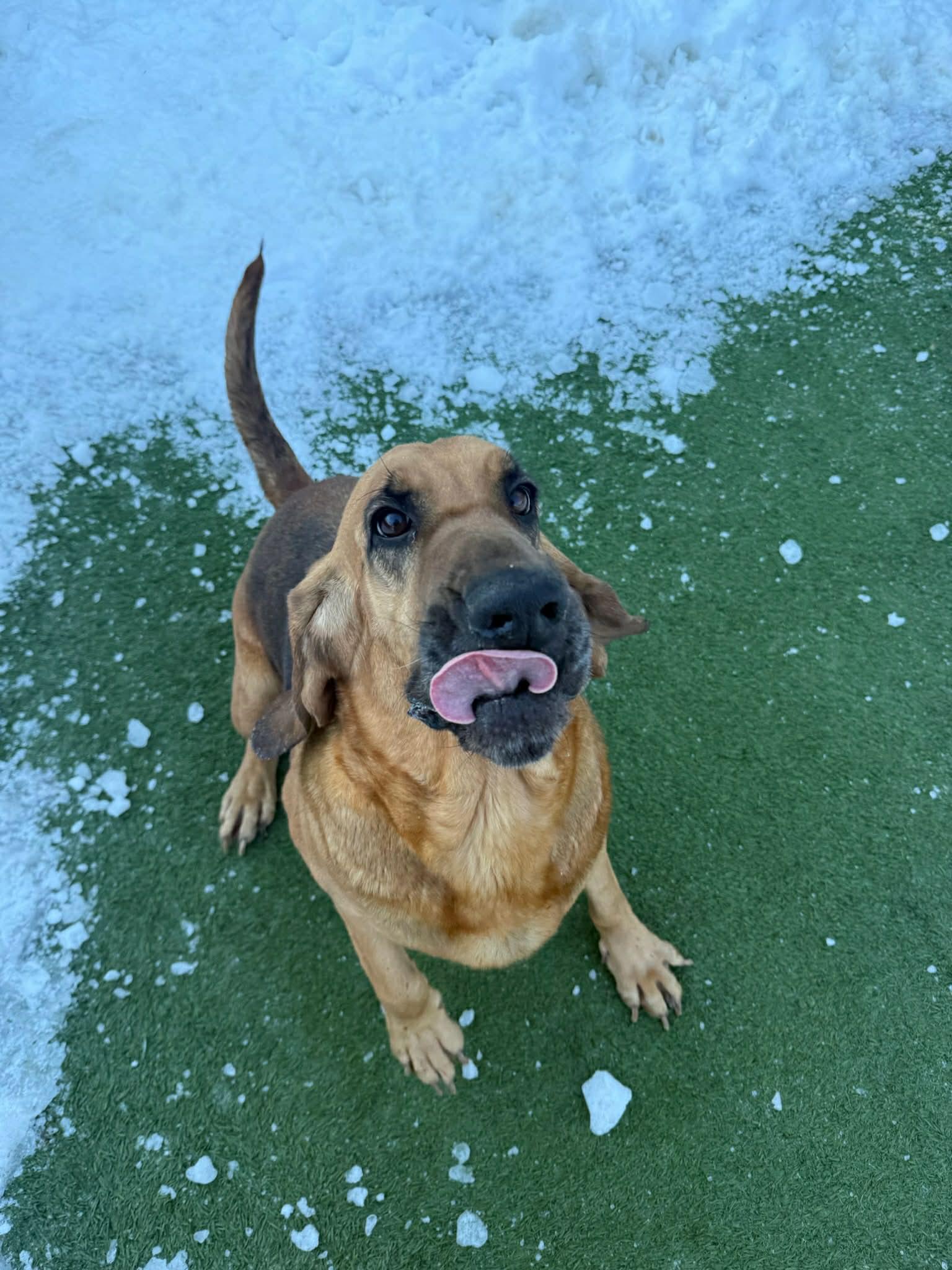 Enlarge Birdie, a ADOPTABLE Bloodhound in Groton, CT image 3/4