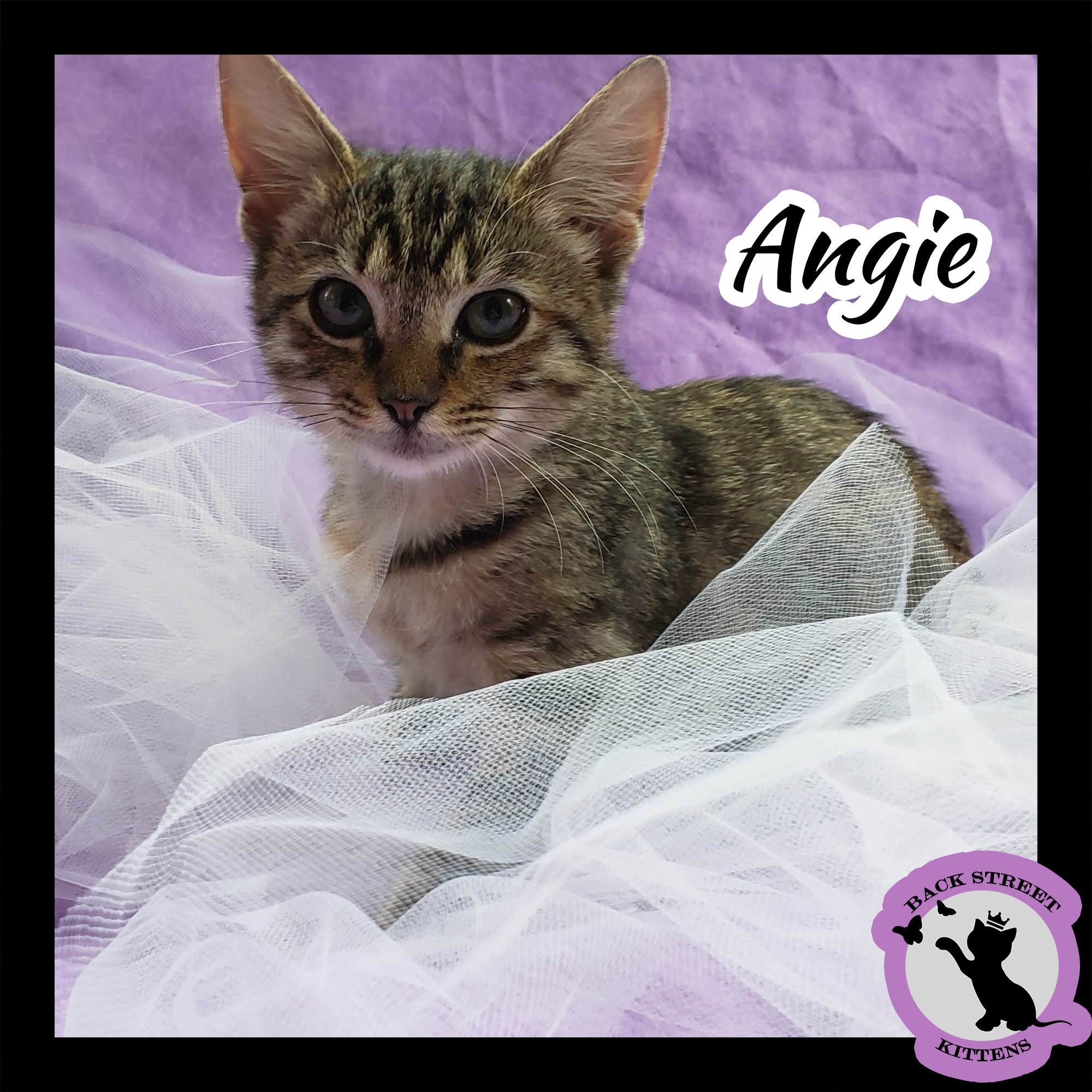 Enlarge Angie/Miso, a Adoptable Domestic Short Hair in Dacula, GA image 2/4