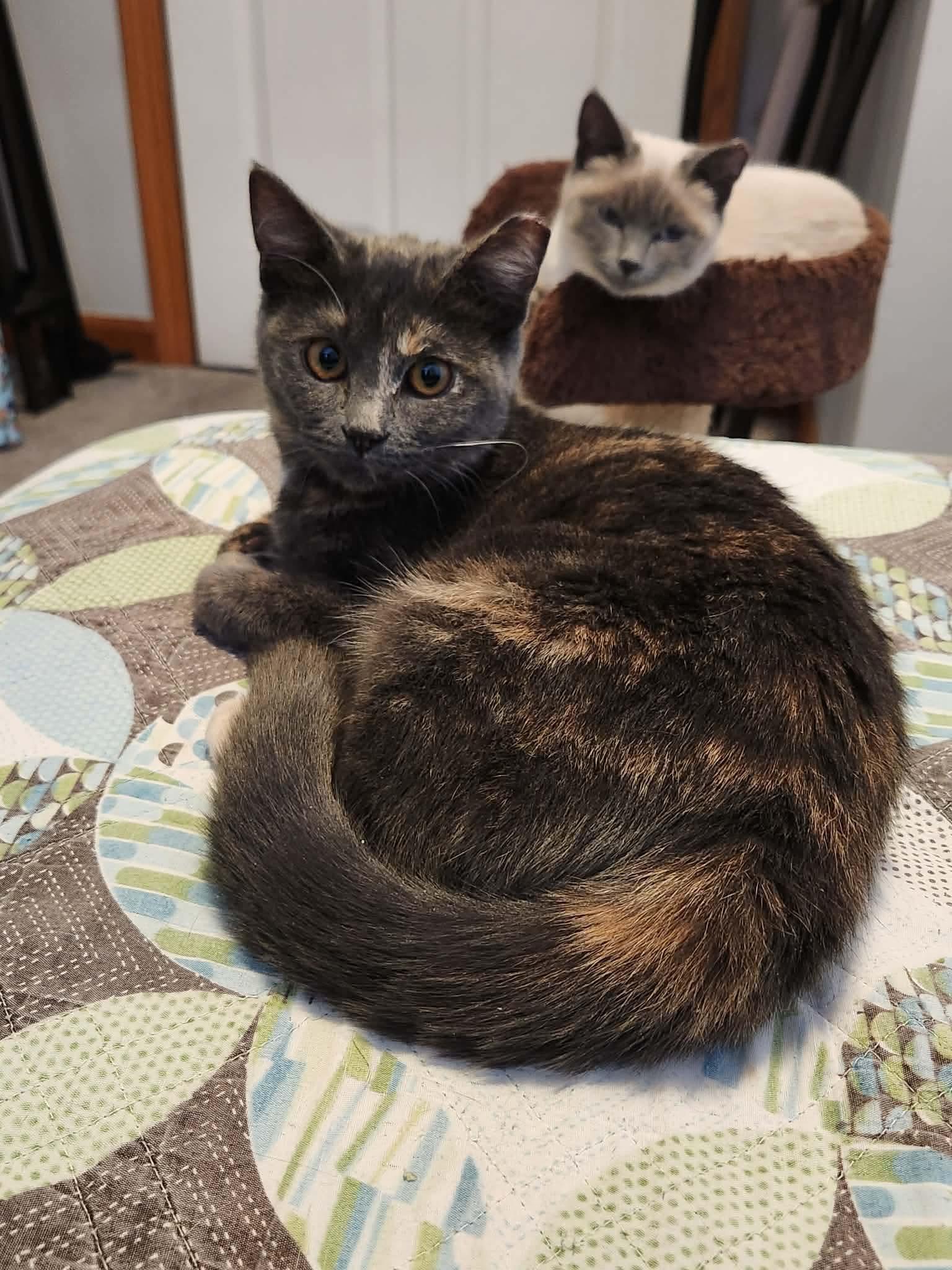 Aviva, ADOPTABLE, Kitten Female Tortoiseshell.